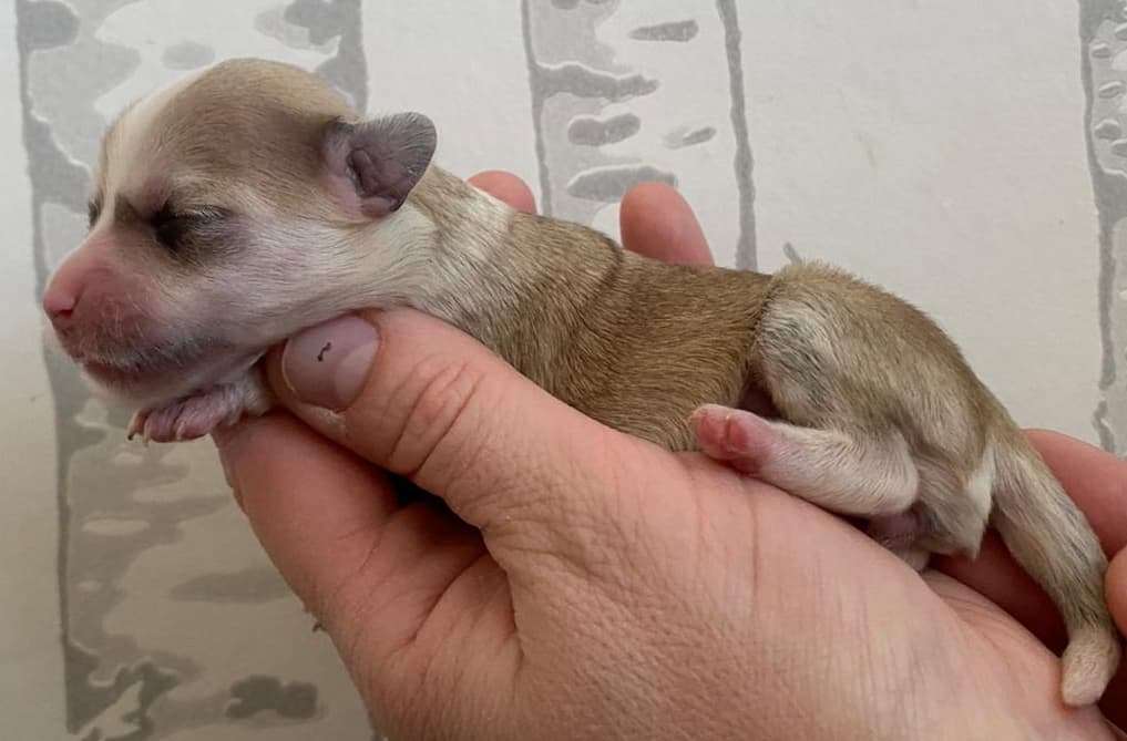 Concrete Clouds Smell The Roses