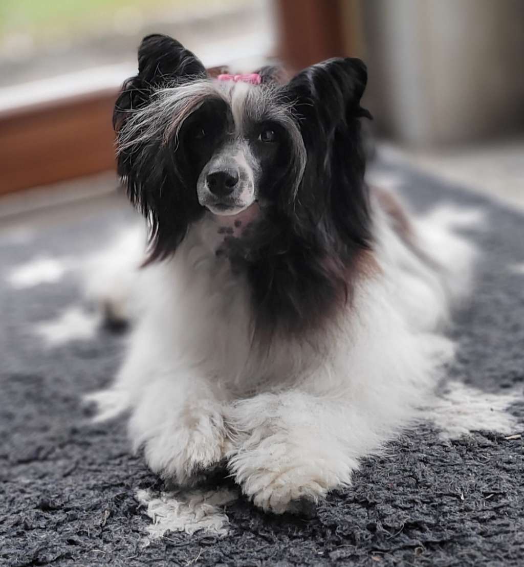 HitLine Ltd Incredible Fairy