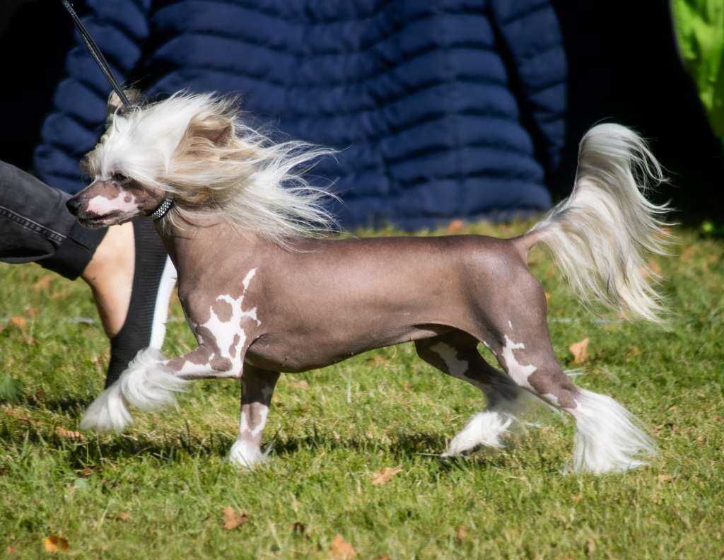 Crestilux Golden Glow