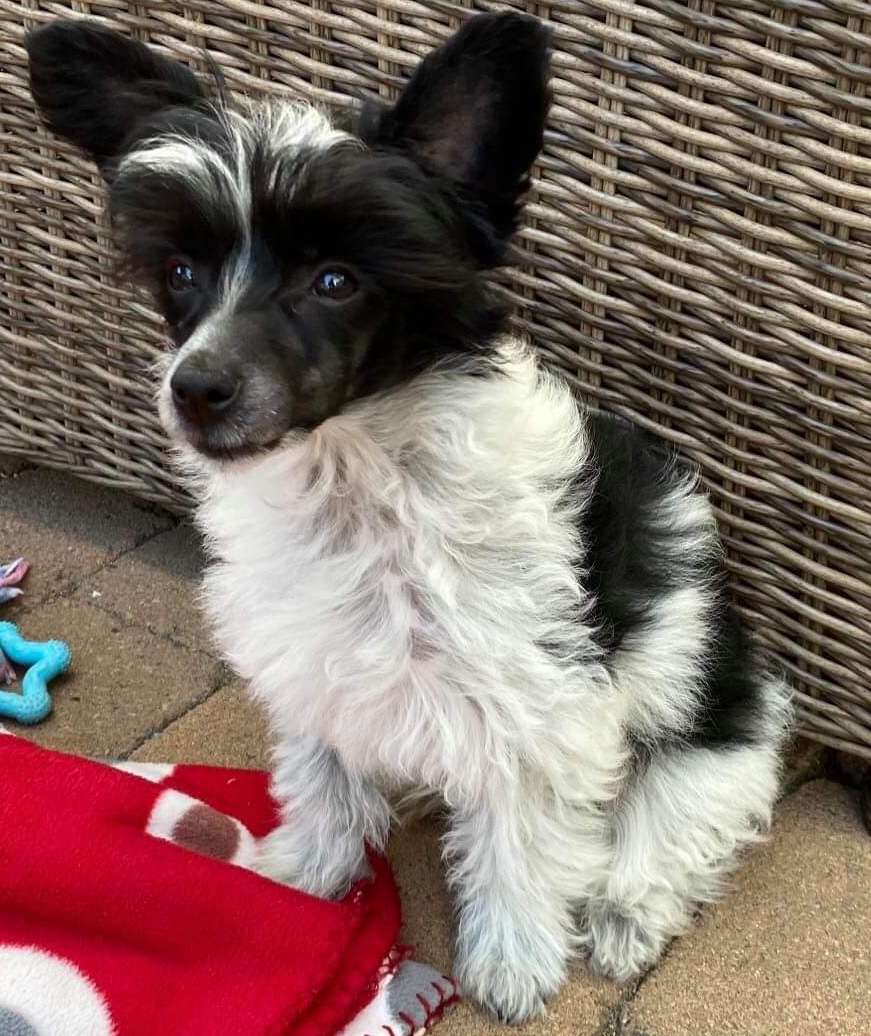 Crestilux Gutsy Gangster