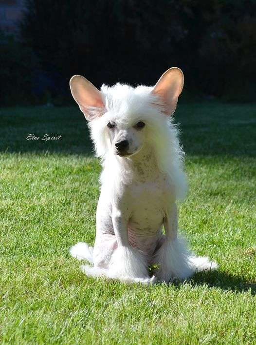 Etno Spirit  Made With Love