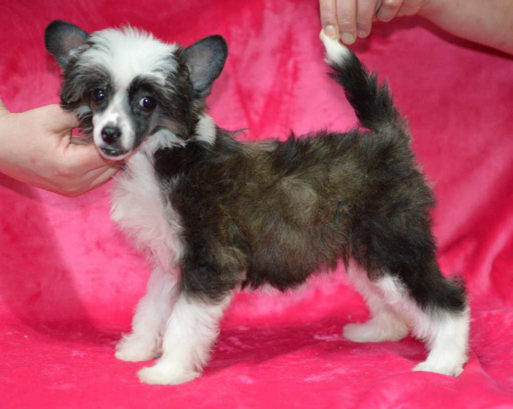 Serena Wiliams z Andelovy dlane