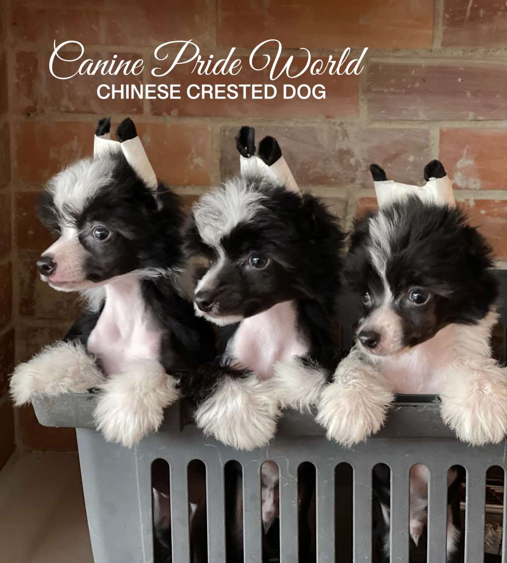 Canine Pride World King Atila