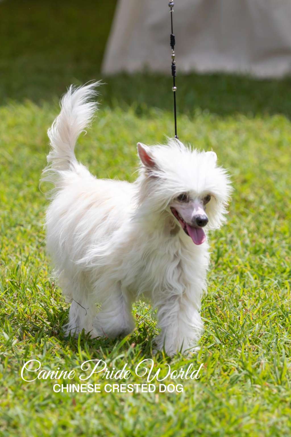 Canine Pride World Patria