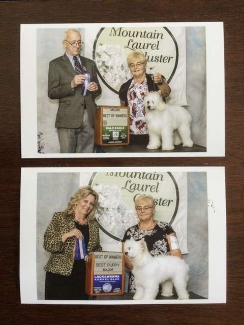 Colliwoods Whyte Lightening