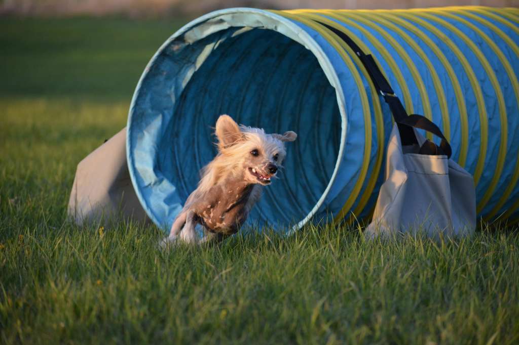 Taja Stark of MonsterHouse