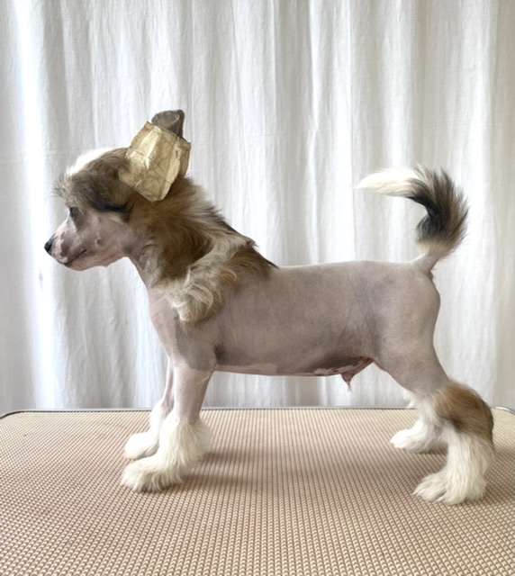 Delaney von Shinbashi