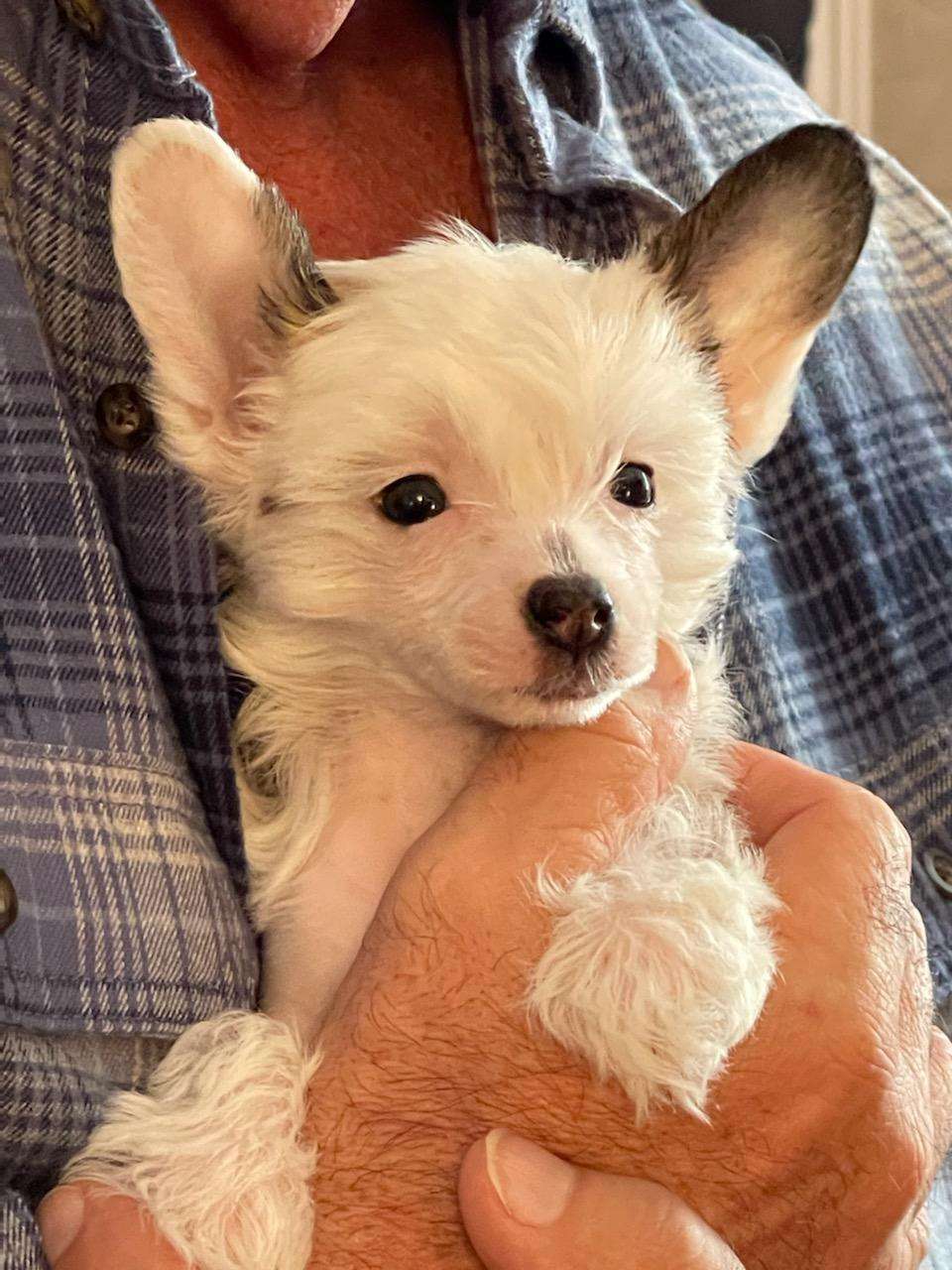 Natural's Shake A Tail Feather at Wyldhair