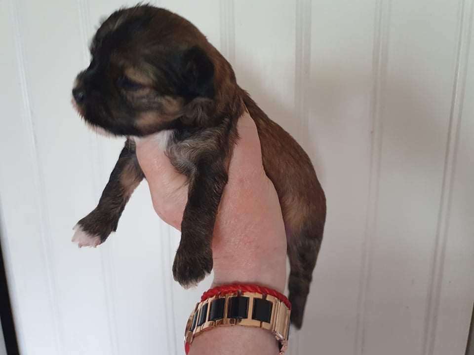 Tournais Born UniCorn