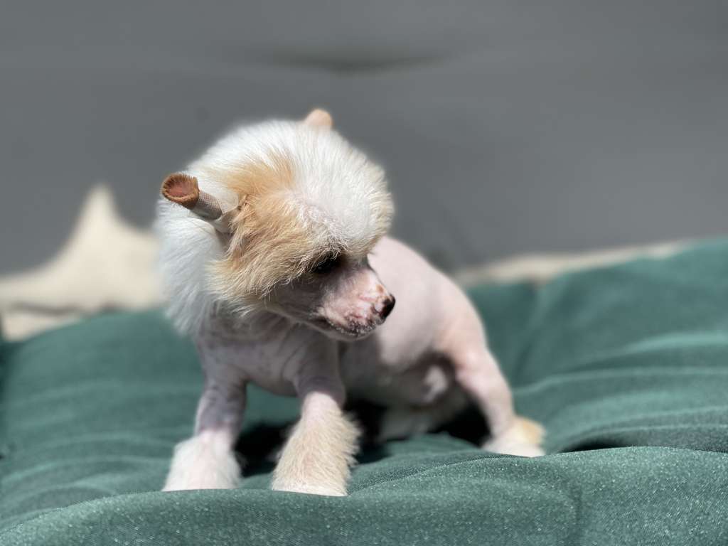 Compliment deFageiro