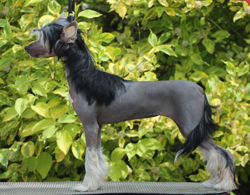 Grand Romantik Naomi Campbell