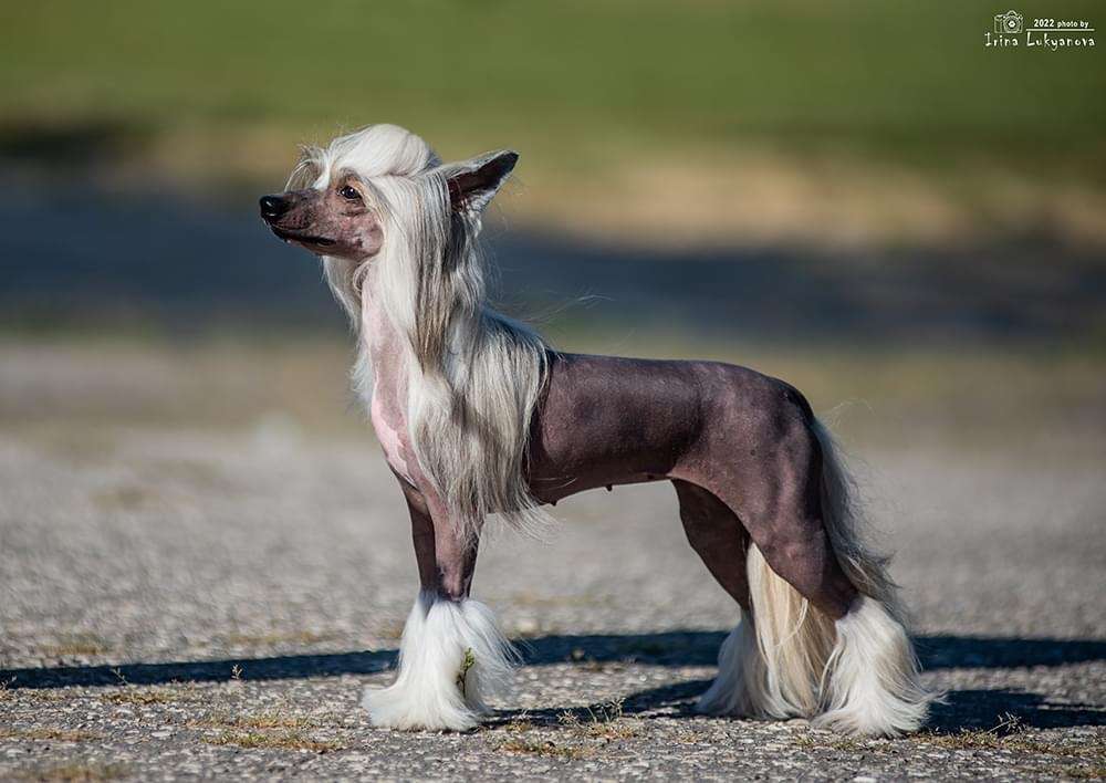 Victory's Laurel Glow In The Dark