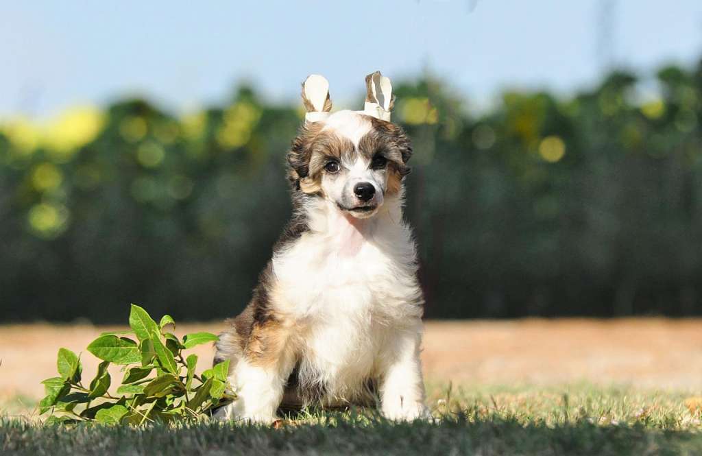 Victory's Laurel Ginger Bread
