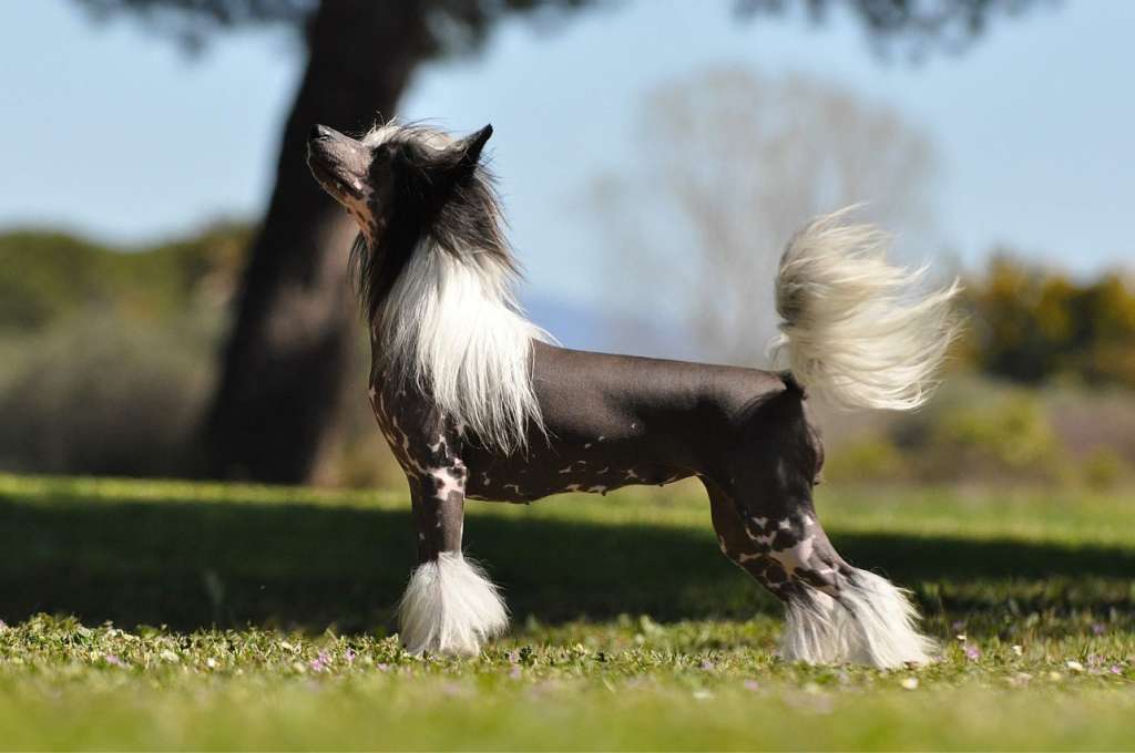 Victory's Laurel Hypnotize Me