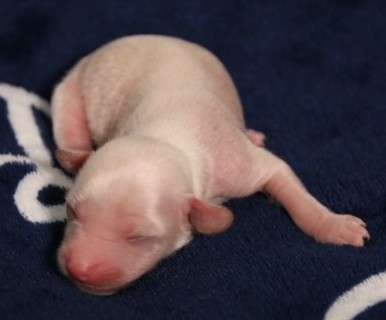 Healing Power Fujumi