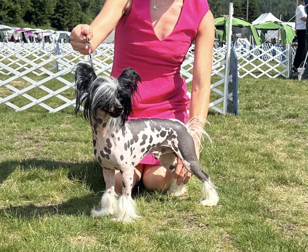 Blendverks Just Oreo