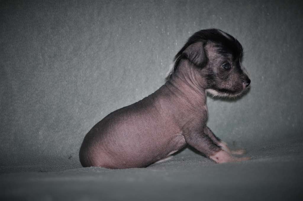 Read All About Angel Of The Moon