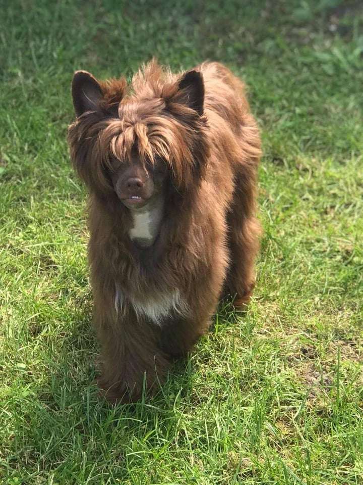 Beauty Incomparable Valerie Bright shining Star