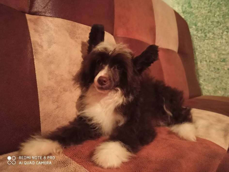 Beauty Incomparable Vitamin of  Joy