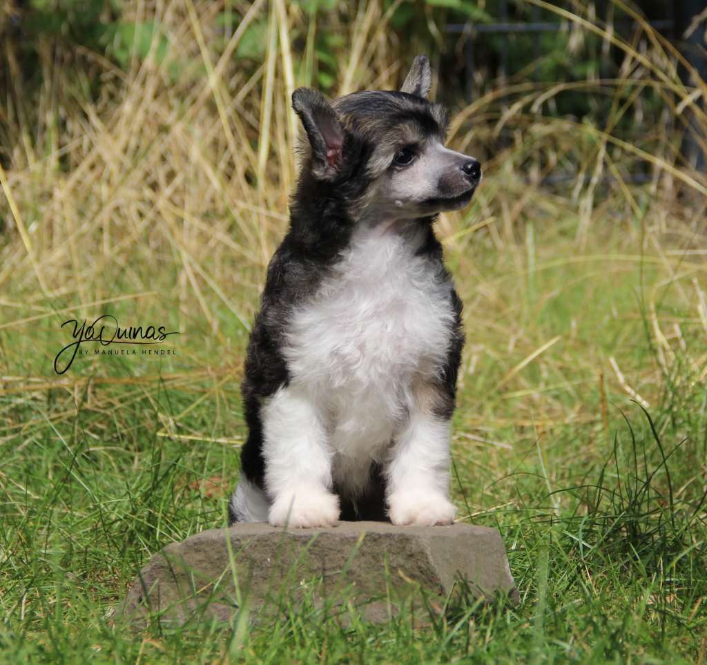 Yaquinas Hakuna Matata