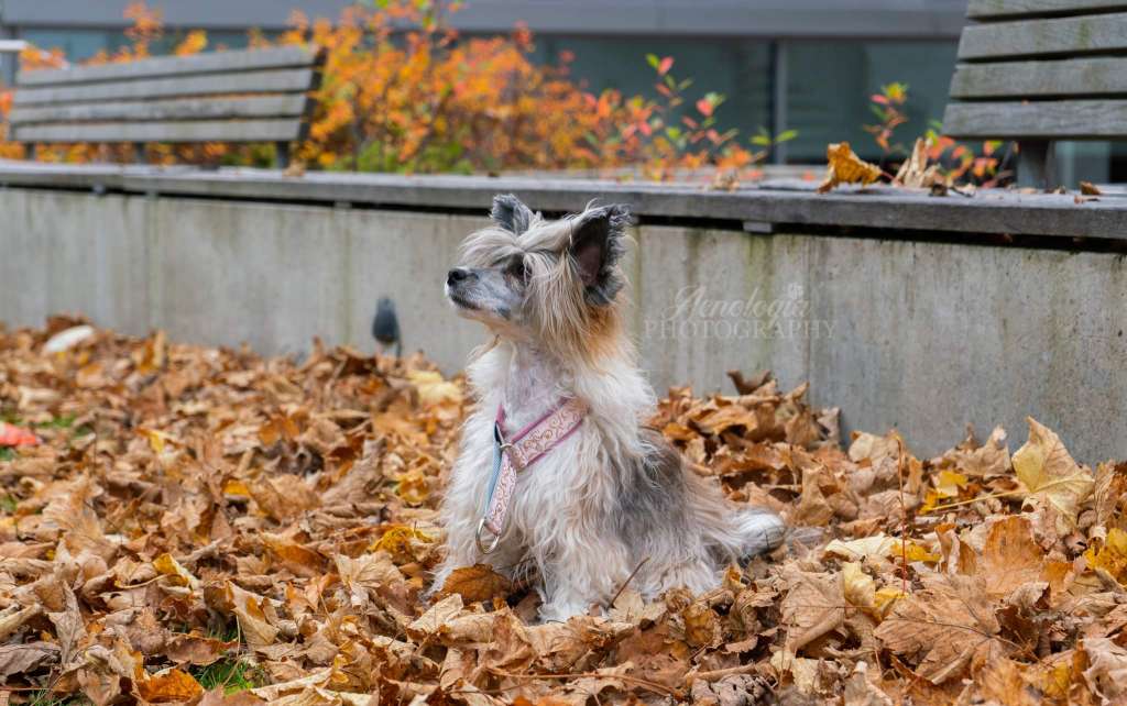 Bindi Belle av Sterke Pota