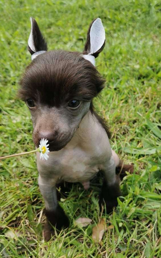 Something Else Soprano