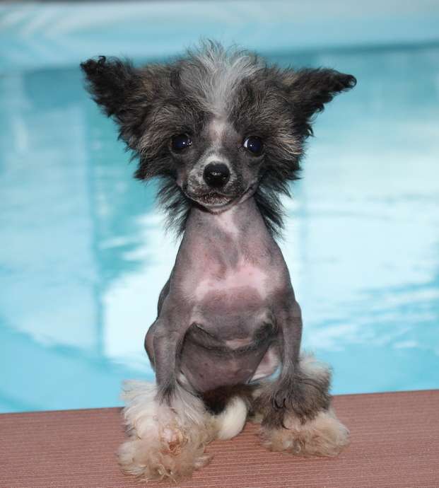 Angel O'Check Multiashka