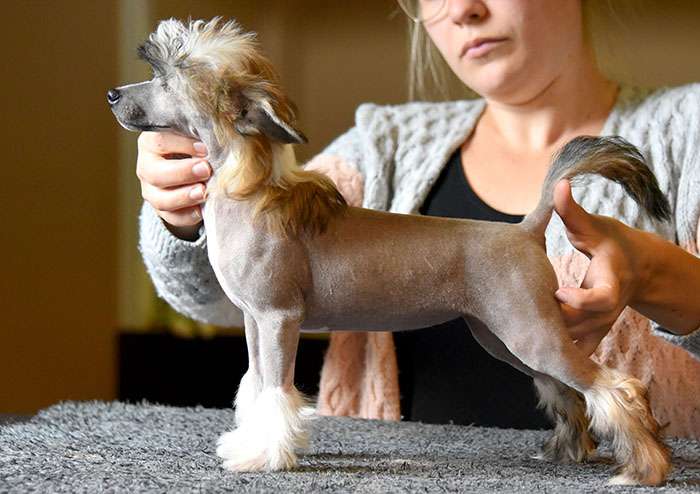 Jean Dark Zummer For A Day