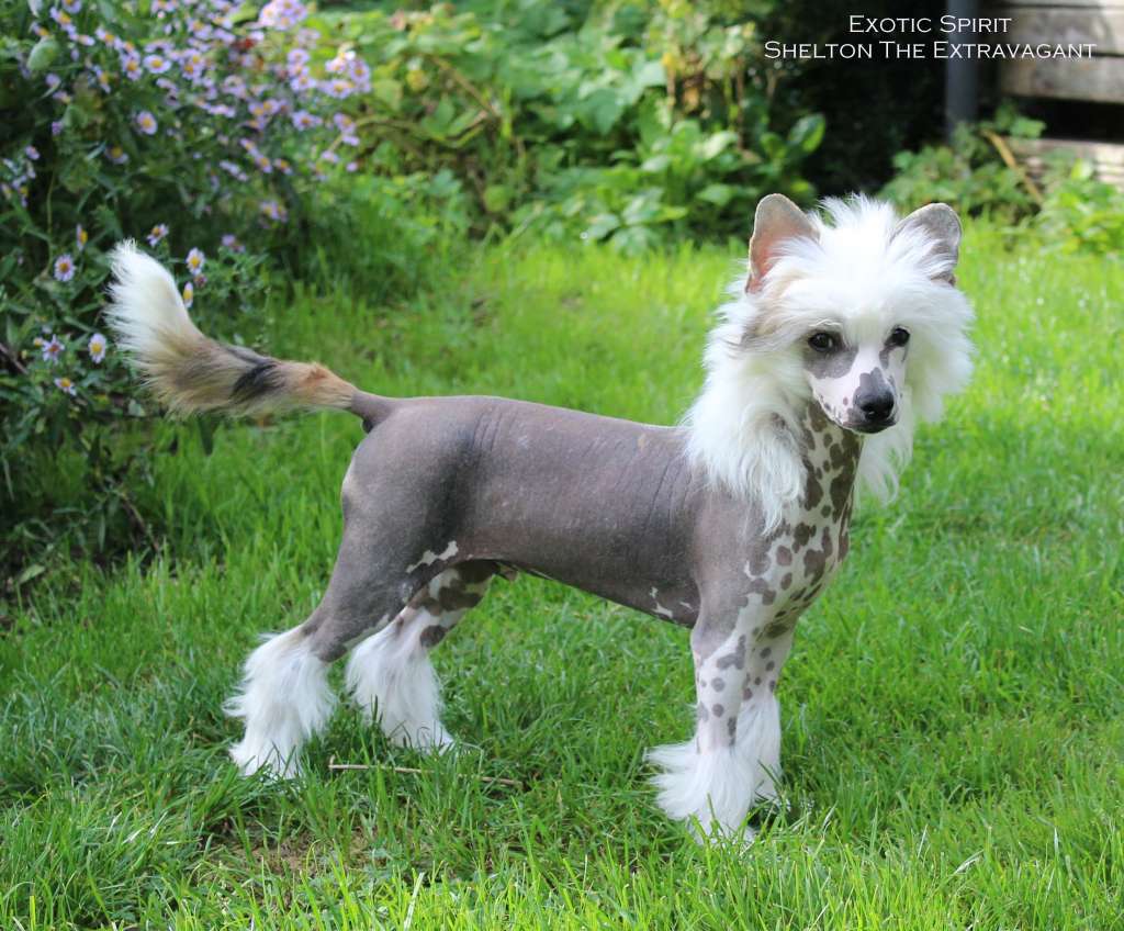 Exotic Spirit Shelton the Extravagant