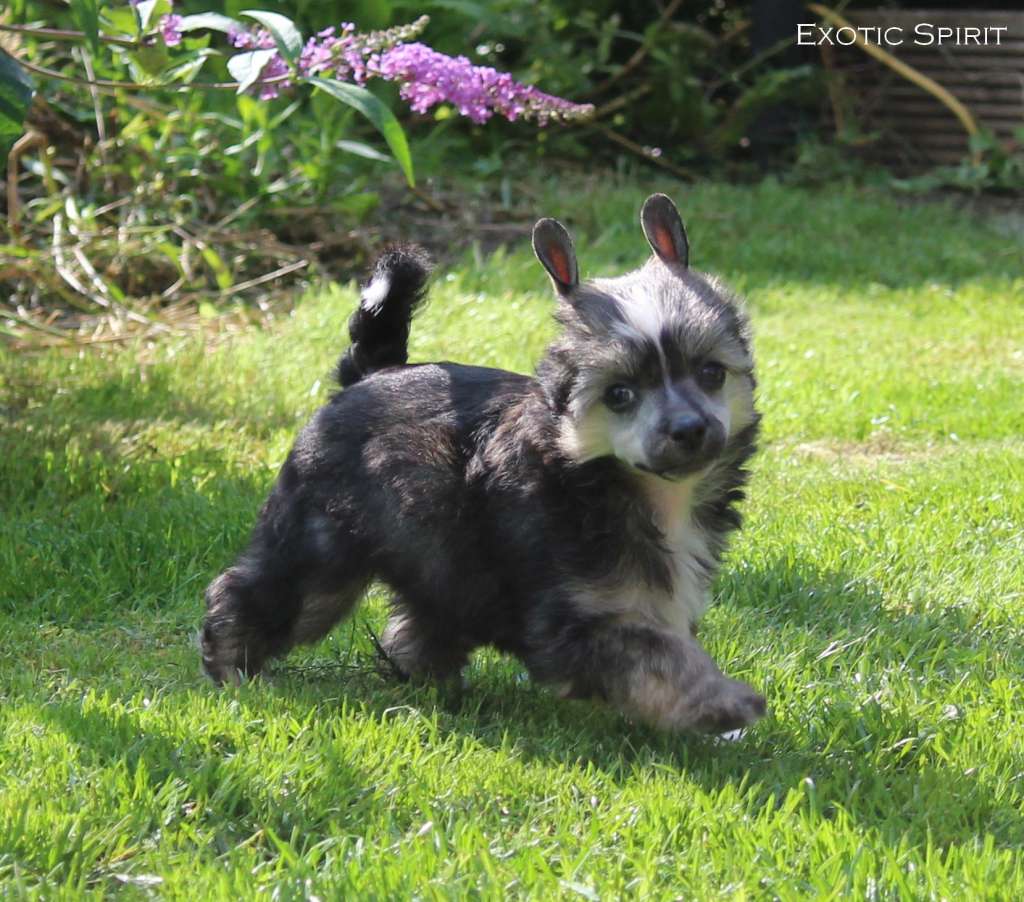 Exotic Spirit Sublim Sensation of Victory