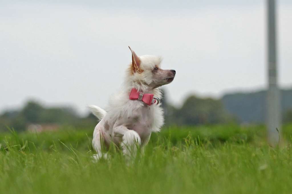 Flying Cresteds Arctic Snowflake