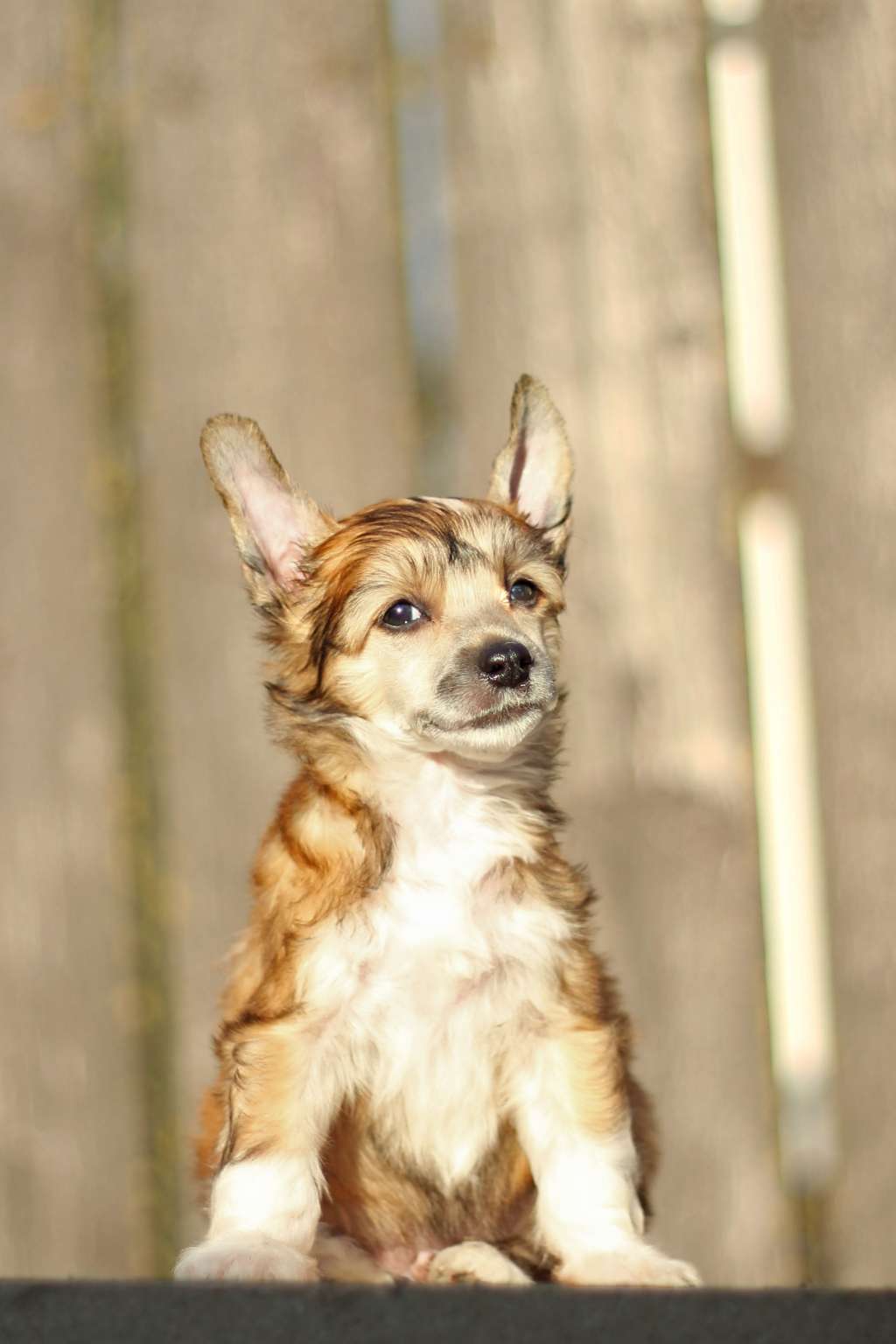 Flying Cresteds Aramis the Famous