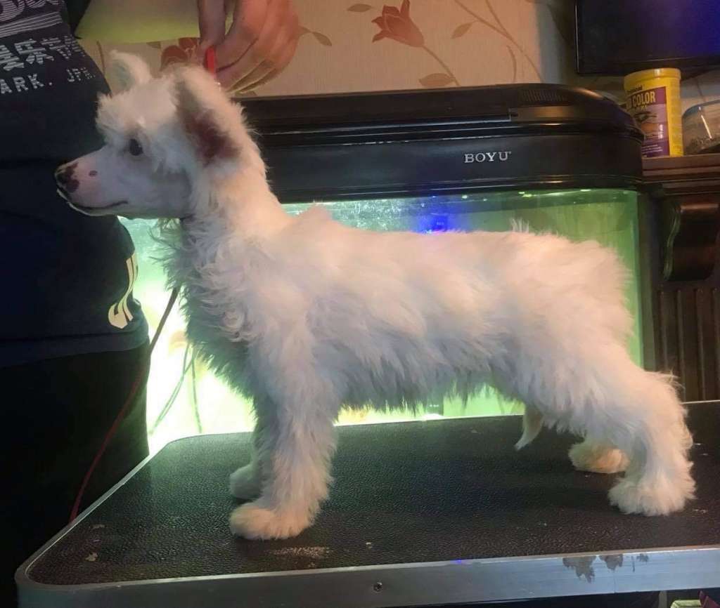 Ynchreenoo Phynodderee