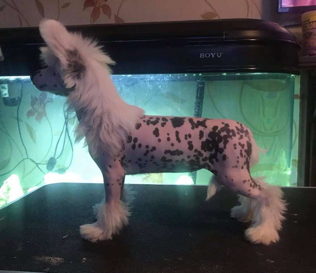 Ynchreenoo Lhiannan Shee