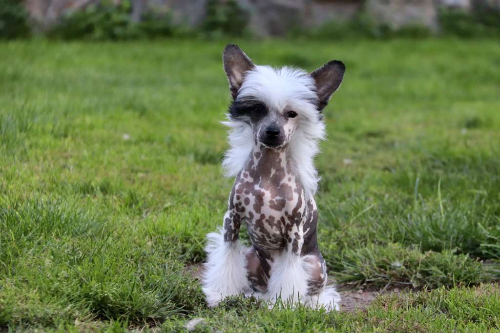 Amélia L Antre du Patou