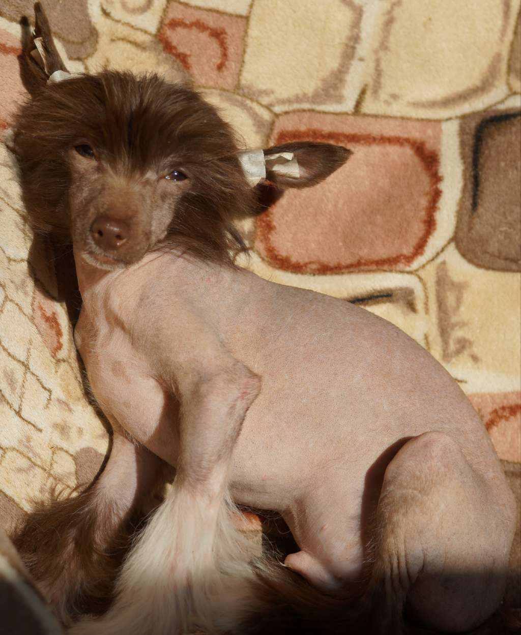 Pride of Boss Greatest Genius Gaultier