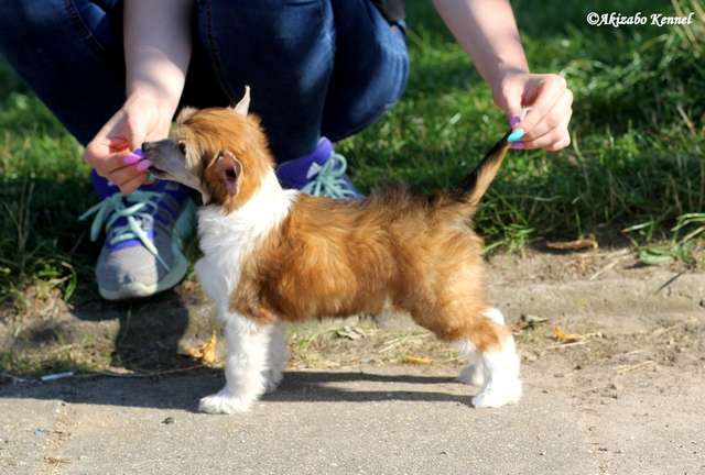 Dlaczego Taka Sliczna Akizabo