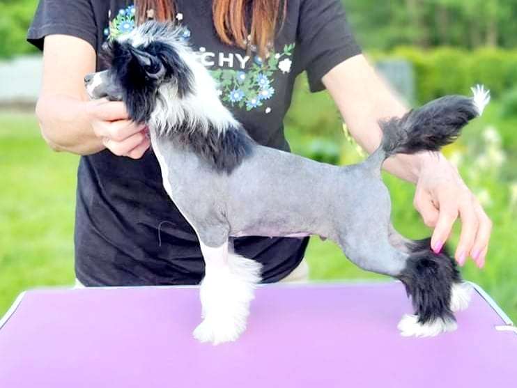 Highly Likely Gambitas