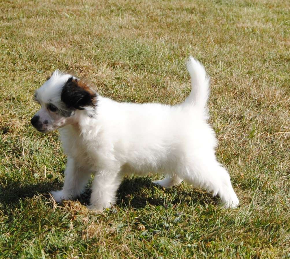 Krysolit Next Contender