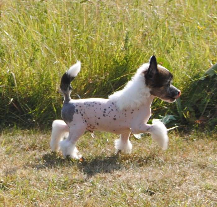 Krysolit Need For Speed