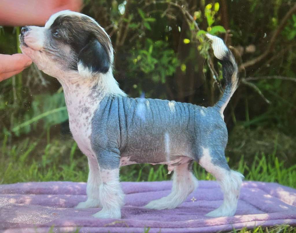 Nomilas Milkyshake Do That Shake