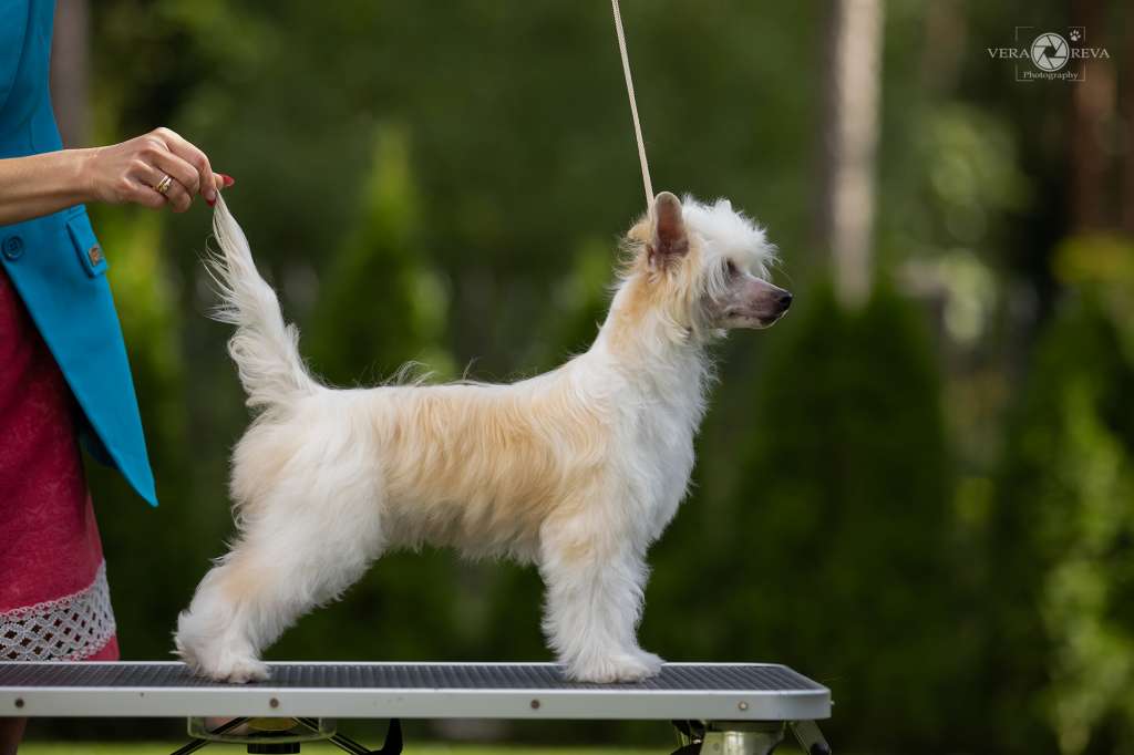 Cladary Triumph Hunter Heart