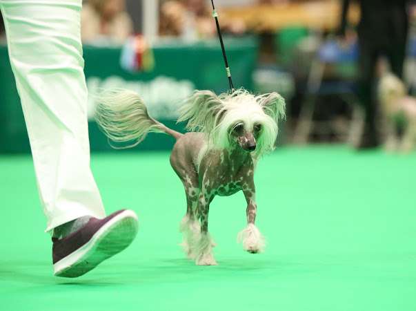 Cladary Triumph History Star