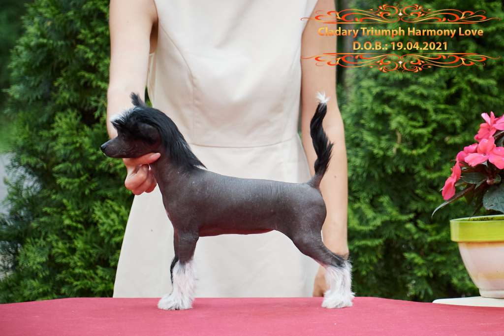 Cladary Triumph Harmony Love