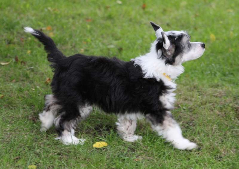 Demol'Alegres Bellamy Blake