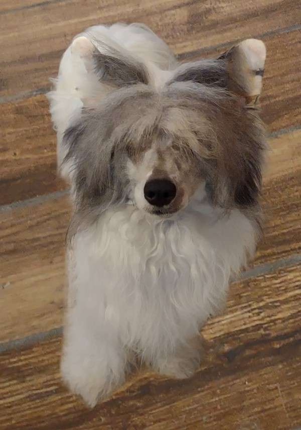 Showy Lady I Got That Swing