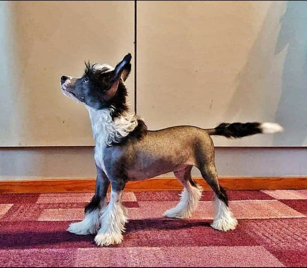 Xtra Bold Alfred J Kvak