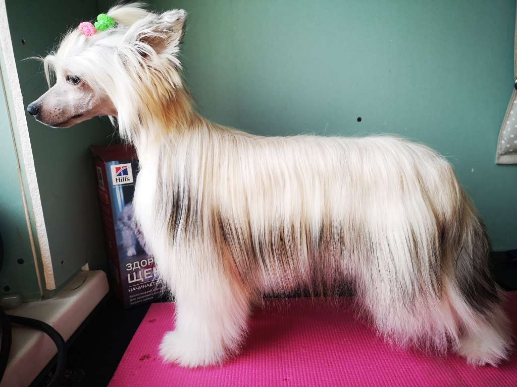 Redsby Winning Smile