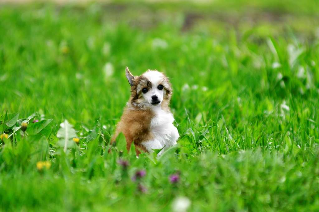 Red Fire Winning Smile