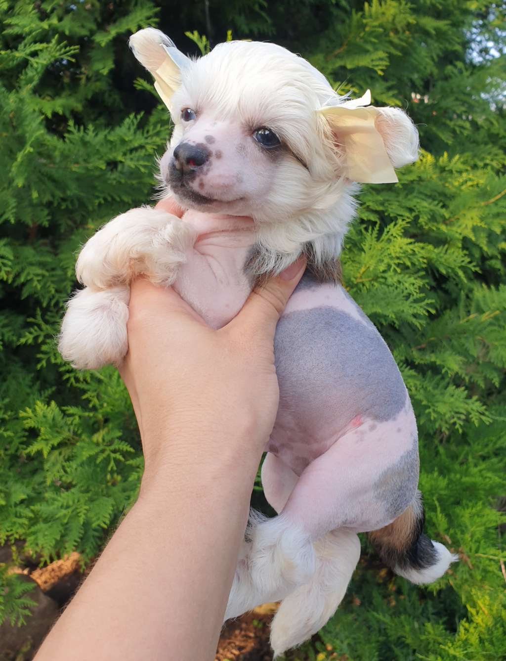 Apriori Vip Shenonso